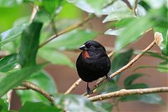 Lesser Antillean Bullfinch